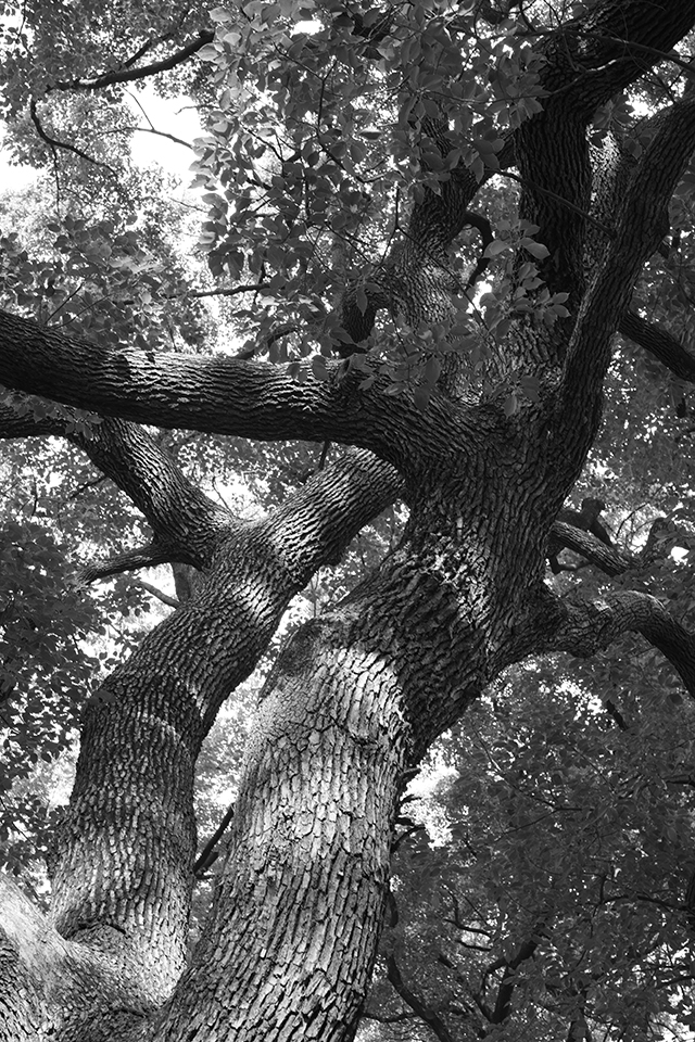 最後に木登りしたのはいつだったか思い出せないでいる。